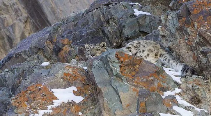 提示:点开大图看得更清楚哟~①雪豹雪豹,你在哪里呀②可爱的雪豹就趴