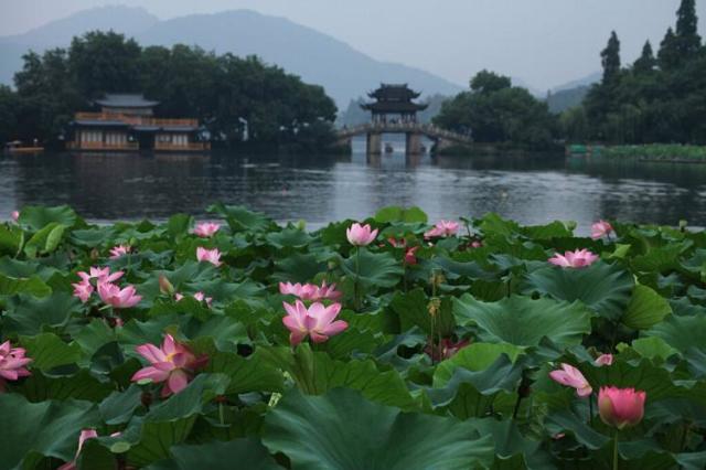 詩歌內容卻完全就是寫景詩,送別時的離愁完全被西湖荷花的魅力所取代