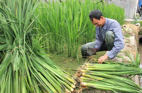 農民種茭白,採收茭白有講究,這樣採收才正確,別說沒有告訴你