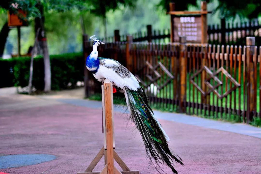 出大事了神州鳥園動物界c位又被搶走了羊駝家族迎來萌寵新星