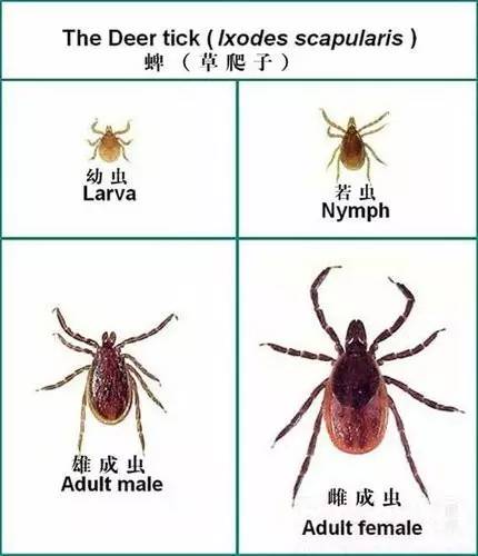 62岁阿姨被ta咬了一口竟因此送了命现在ta最活跃