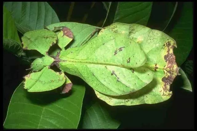 最敬业的伪装:木叶虫它们类似花瓣的构造和颜色,可以躲在兰花中不被