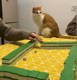 原创主人打麻将橘猫蹲在牌桌上监视猫不许出老千