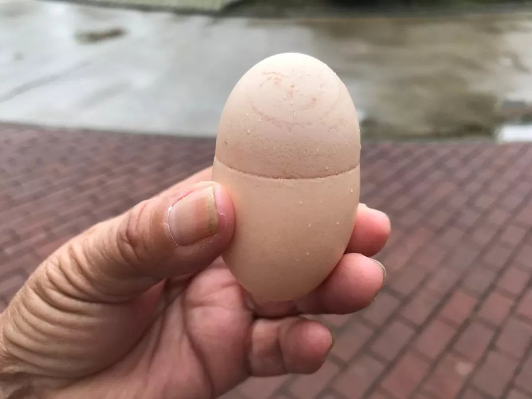 罕见丨仙居出现一颗"异形"鸡蛋,蛋壳上有不明字体_连体