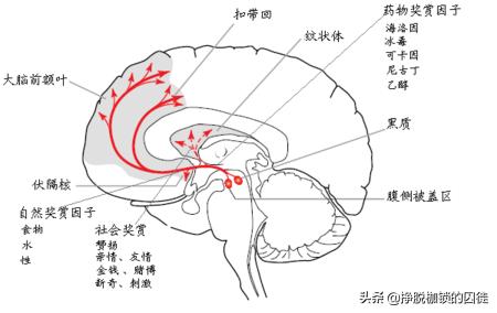 杏仁核情绪中枢协同作用的结果,其中,多巴胺是奖赏机制执行的主要信使