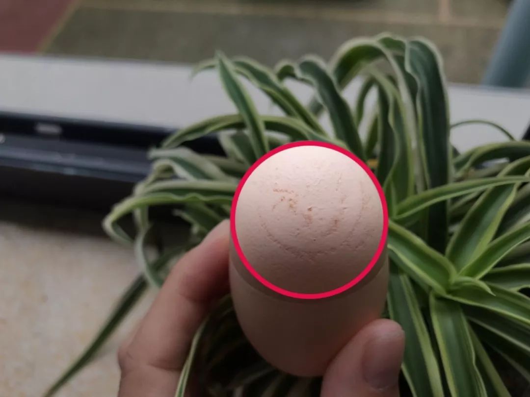 罕见丨仙居出现一颗异形鸡蛋蛋壳上有不明字体