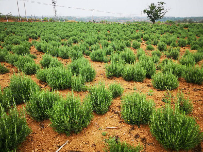 【豫见国际93】"洋气"迷迭香扎根中原 小枝叶成就大产业_种植