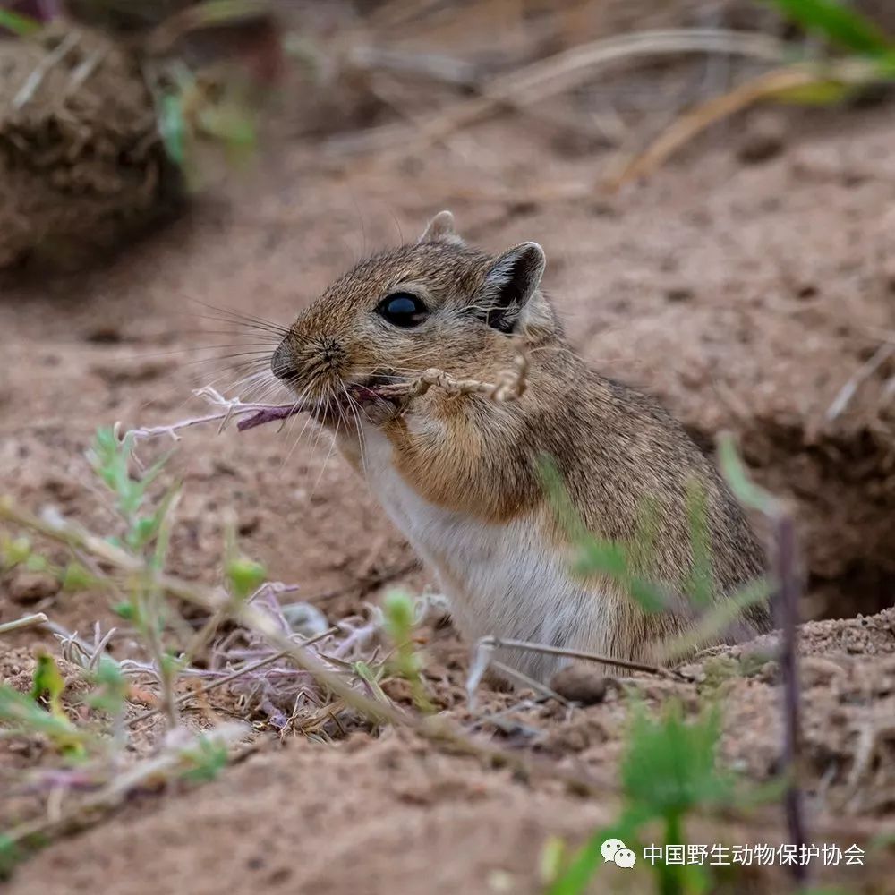 野生世界丨沙鼠