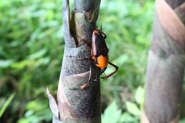 所以,它也是竹类的主要害虫之一笋子虫要在竹子和竹笋上钻很多洞大家