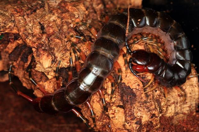 世界上最大的蜈蚣体形粗壮性情凶猛能排出强烈毒汁