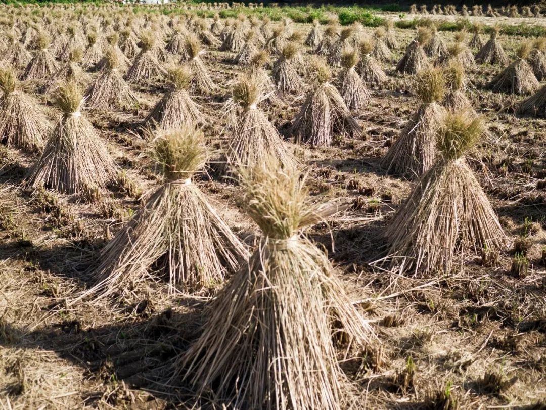 黑龙江地方标准玉米秸秆覆盖还田免耕播种机械化作业规程通过审定