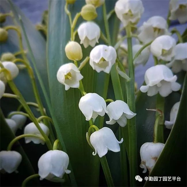 平台今天预定宿根铃兰