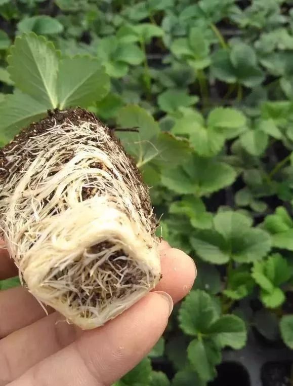 苗期这样管理,根系发达没问题!