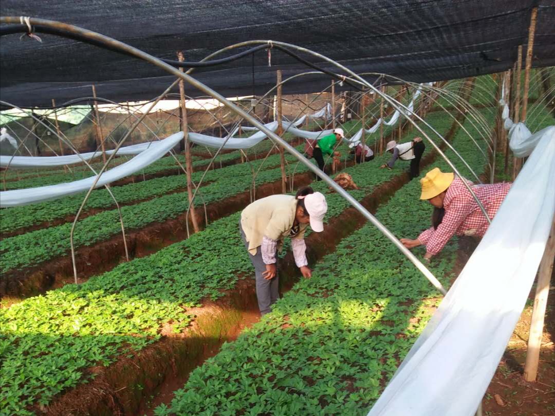 云南定制药园助力脱贫攻坚促进中药产业