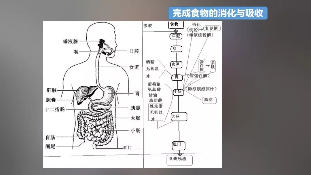 【ppt】老年消化系统护理和吞咽障碍指导