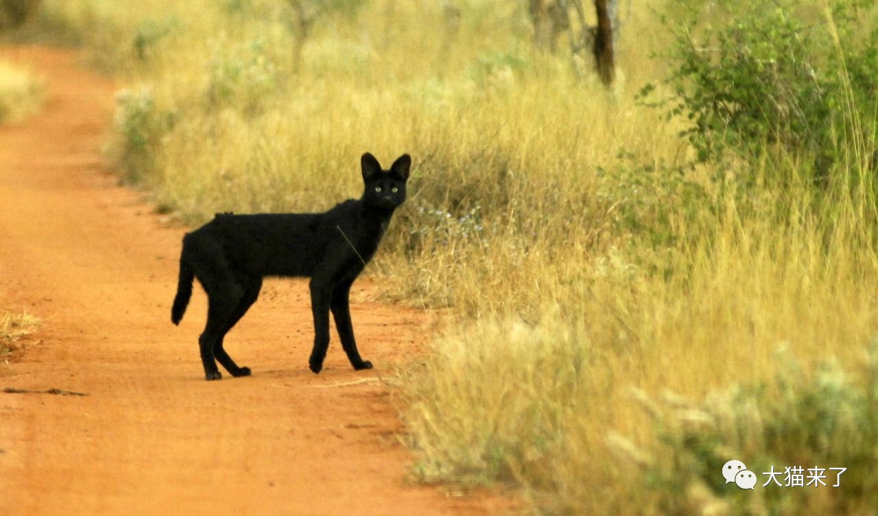 原创罕见的黑色薮猫迷信的人看它是邪灵摄影师却认为它是精灵