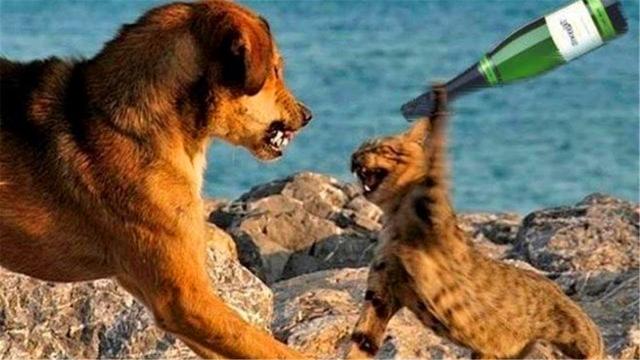 主人不想天天猫狗大战,只需掌握这3个方法