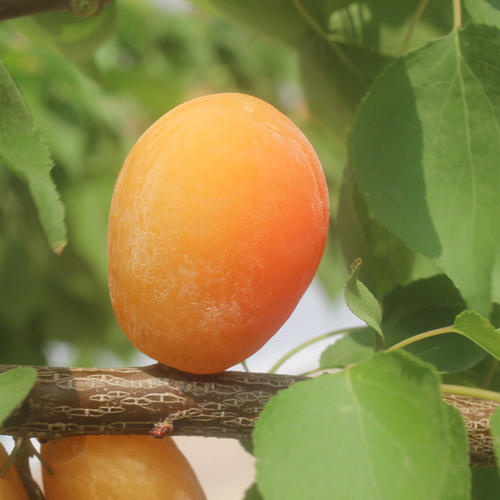 黄金西梅树苗品种特性介绍