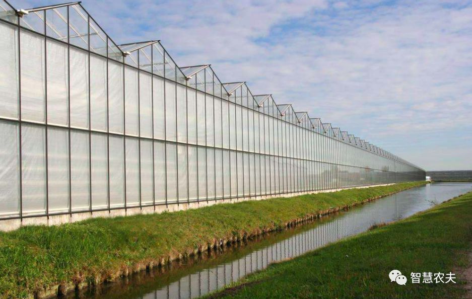 探秘荷兰玻璃温室栽培,看看人家是怎么种菜的_甜椒