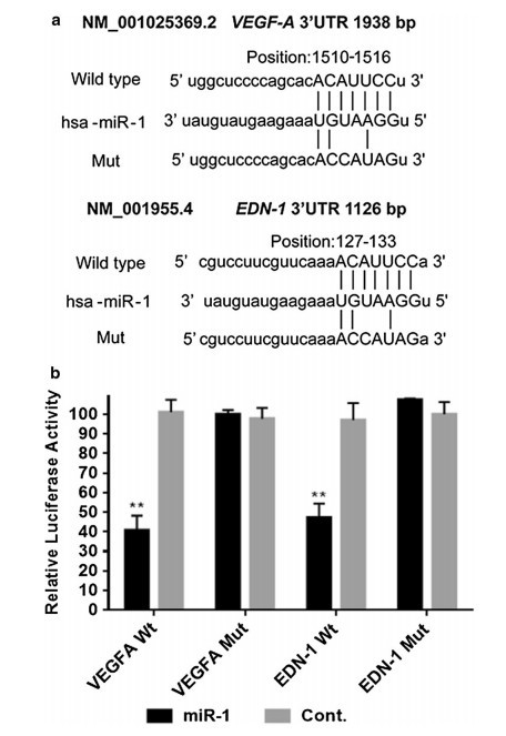 北京大学肿瘤医院发现:microrna-1抑制胃癌的新机制