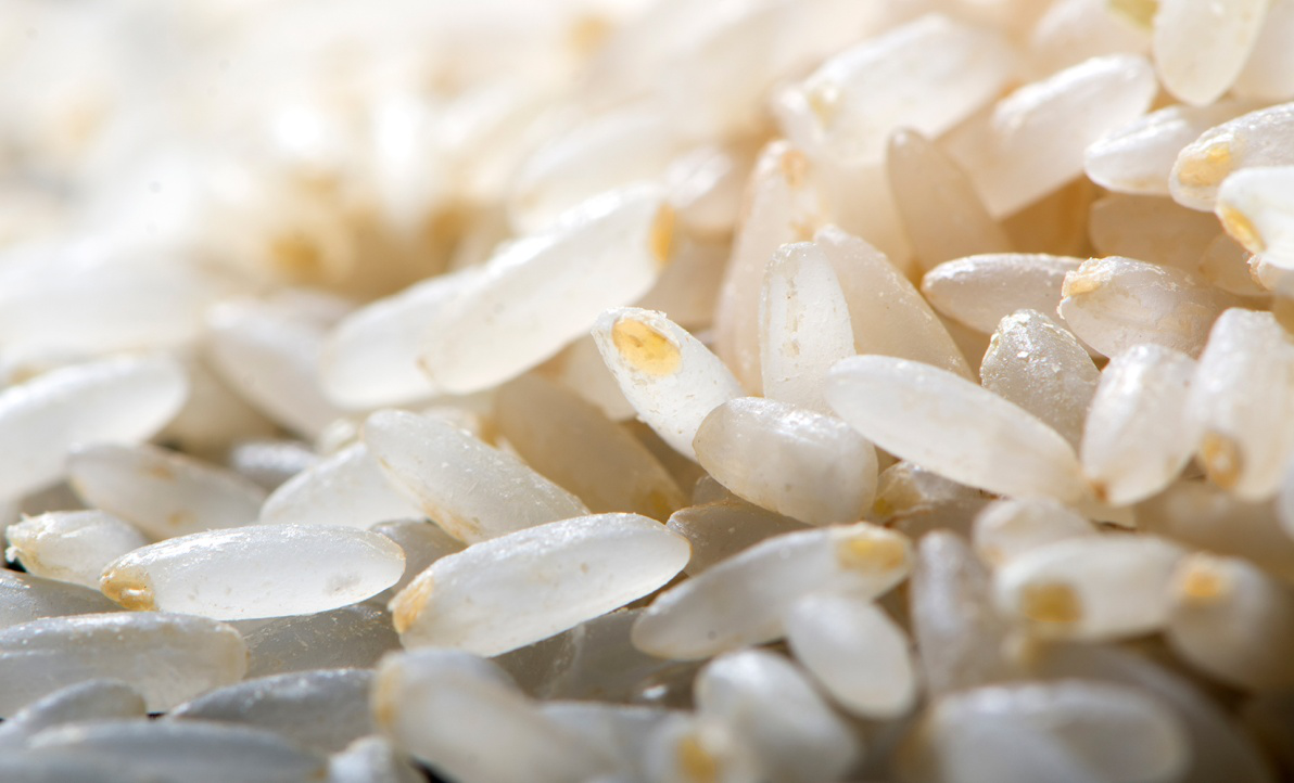 胚芽米的发展起源