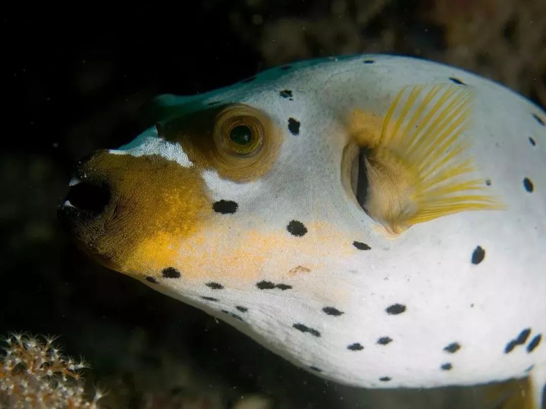 海洋科普844河鲀