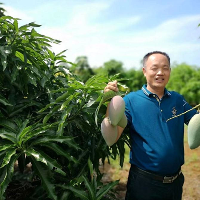 抓种苗重保鲜小而优的覃斗芒果如何走高质量发展之路