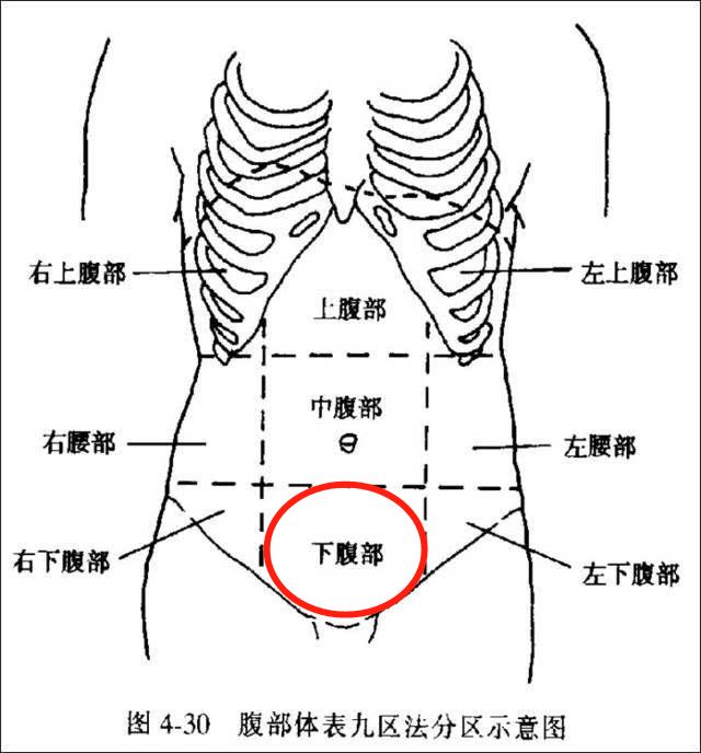 腰两边是什么器官图片