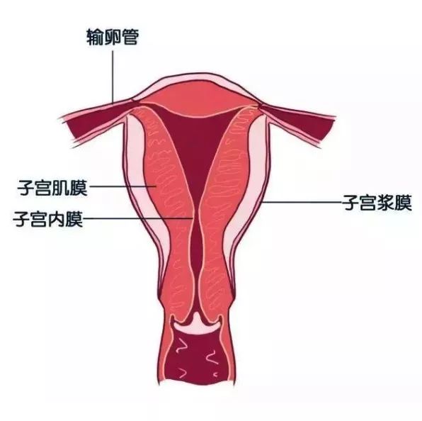 大咖系列总痛经还怀不上孩子可能是这个病子宫内膜异位症