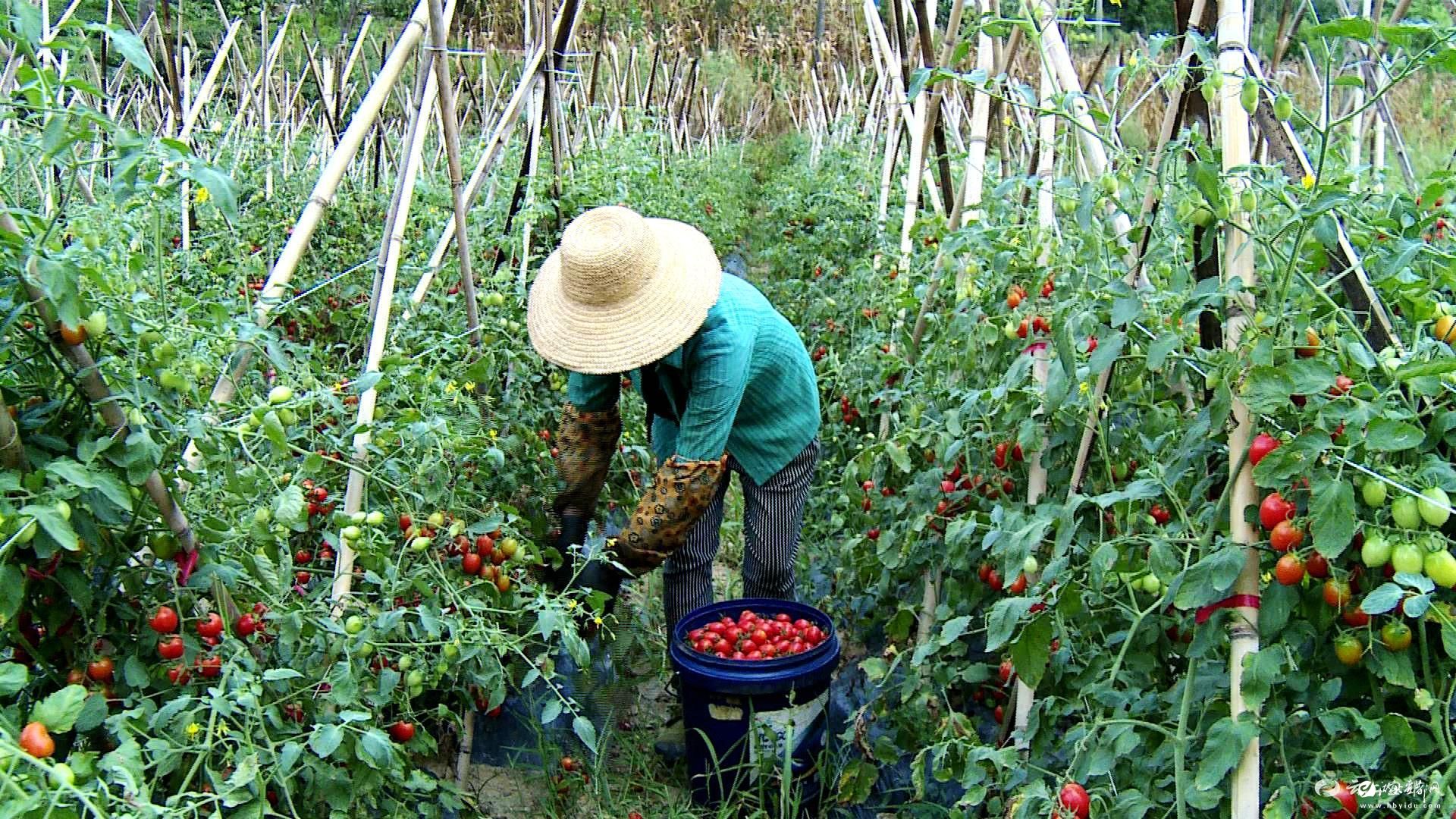 小小圣女果红红致富路