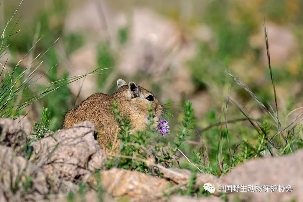 野生世界丨沙鼠