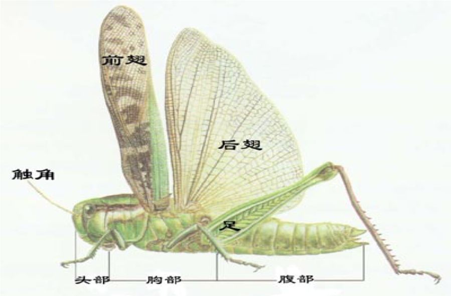 两对翅,身体分为头,胸,腹,头部是昆虫的感觉器官,胸部是运动中心,腹部