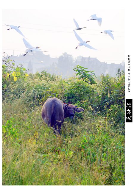 磨头迎来了一群稀客——老水牛