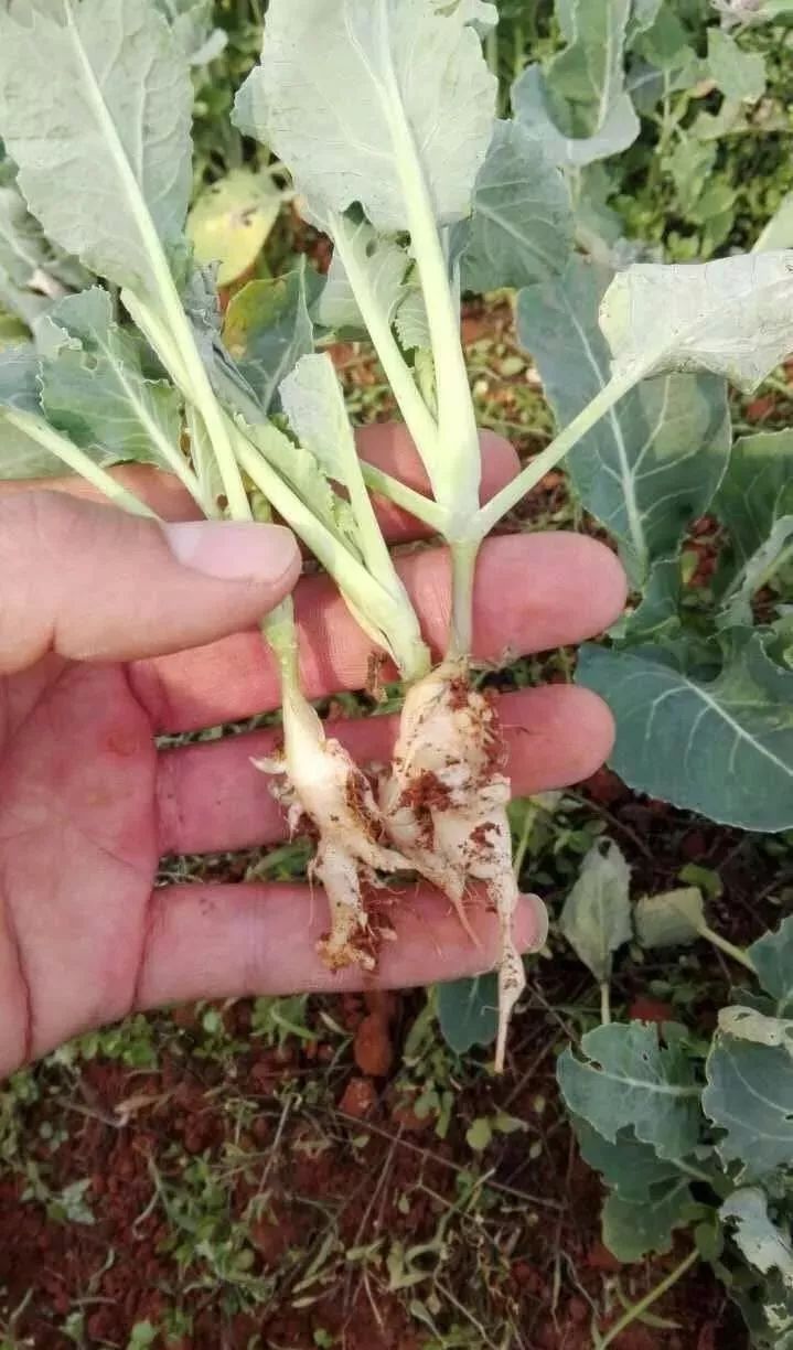 花椰菜11大常见病害详解!_防治