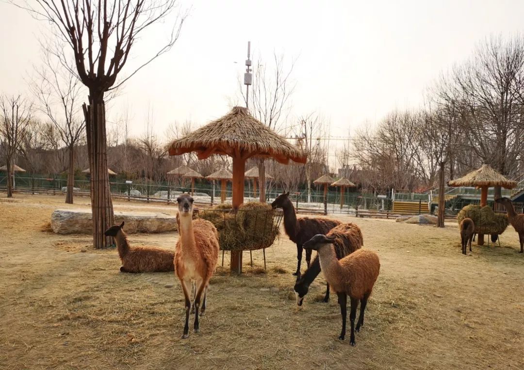 97日週六天津動物園從動物行為學出發瞭解它們的喜怒哀樂