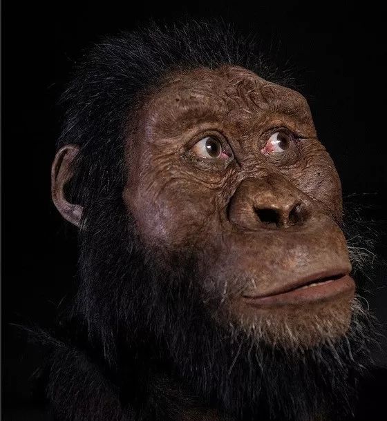 mrd这枚头骨是南方古猿湖畔种,年代是380万年前,而南方古猿阿法种的