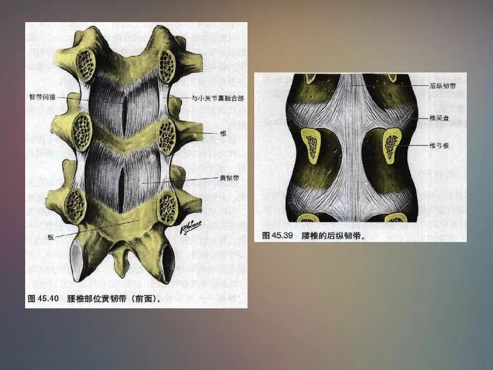 腰椎退行性变腰痛的mr诊断丨影像天地