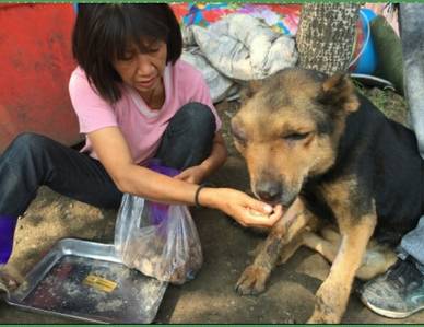 主人把养了多年的萨摩卖给狗贩子,狗狗在笼子里落寞模样让人心酸!