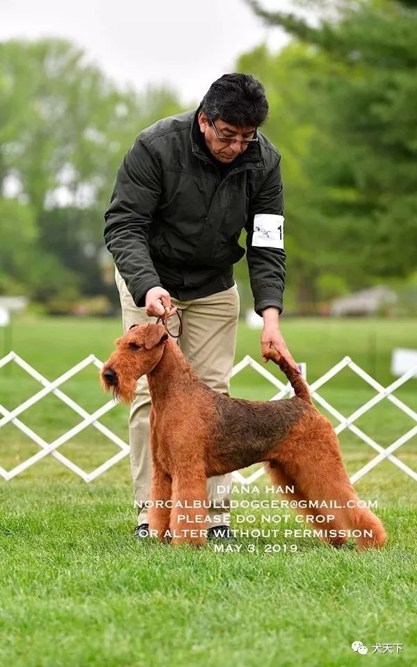 每日一王者"ashton"——优秀的传承,美国akc万能梗新科状元_父亲
