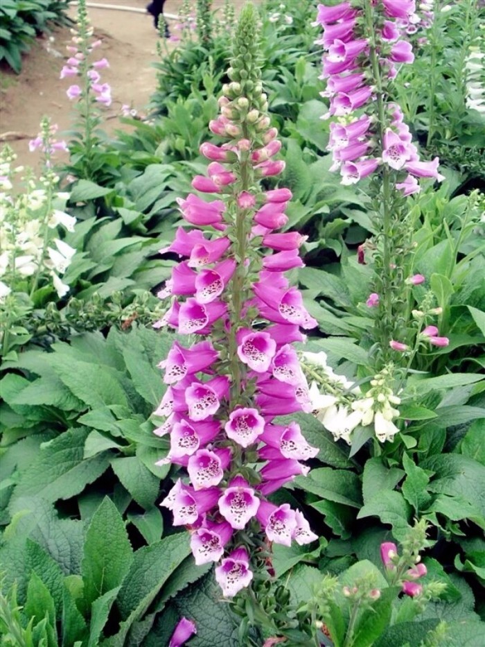 原创很难被忽视的毛地黄花花朵庄严而美丽种院子里不惹人注意都难