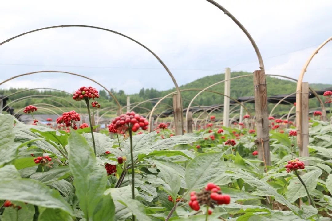 开学季,鲜参滋补正当季,你不容错过!_人参