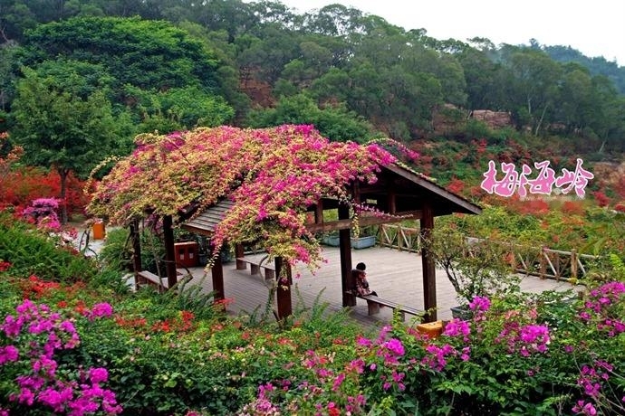 厦门看花景点推荐图片