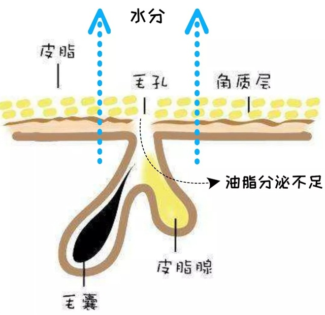 皮脂腺分泌旺盛 来自搜狐网