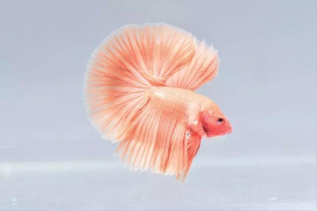 斗鱼时装大秀维密同款我才是圈粉全球的小可爱