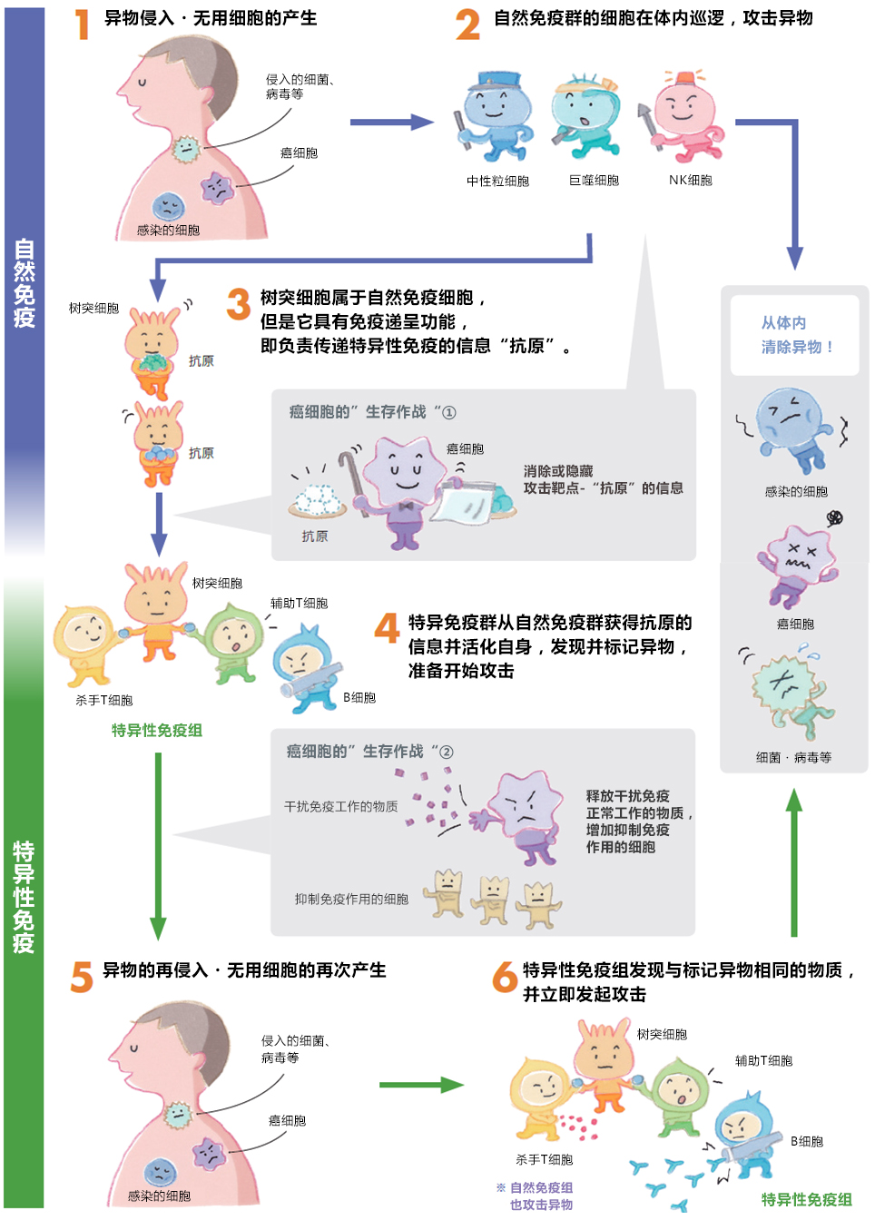 第二道防线——特异免疫向被标记异物发起攻击的第二道防线特异免疫是