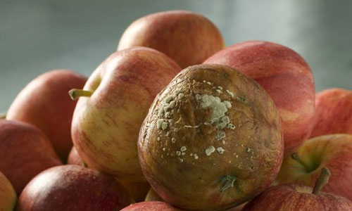 水果不容易保存,切除腐烂部分后的水果可以食用吗?