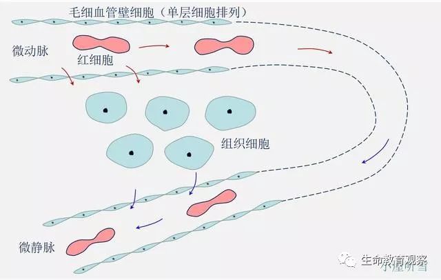 从图片上第一段的描述,组织液是来源于血浆的,即:血浆流到毛细血管的