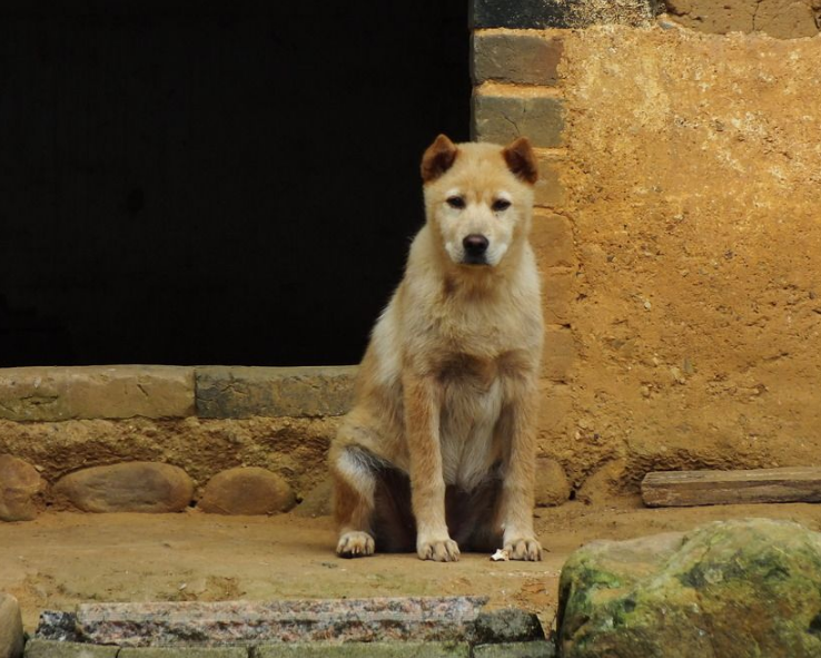 对于养狗养猫养什么就越像什么这句话成立吗除了养猫养狗还有什么宠物