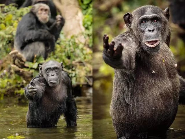 黑猩猩向摄影师索要食物撒娇卖萌使出浑身解数