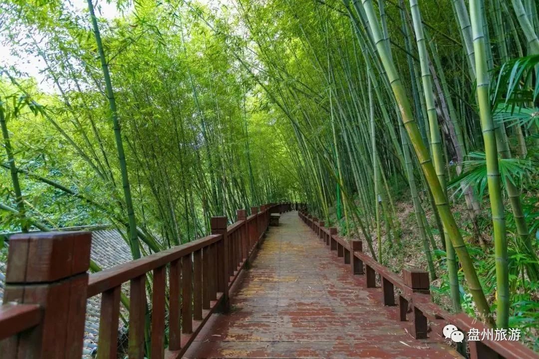盘州旅游翠绿竹海